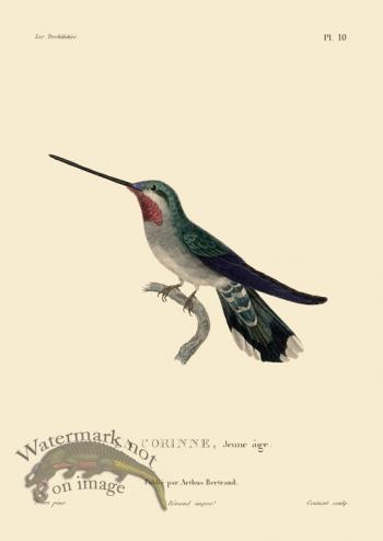 Humming Bird 10